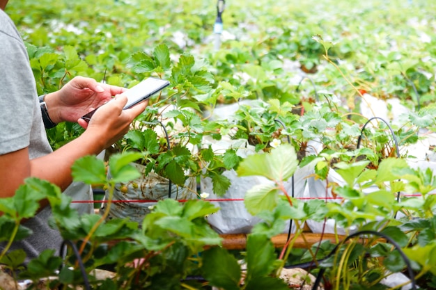 Los jóvenes jardineros trabajan con teléfonos móviles en huertos de fresas. Concepto de pequeña empresa