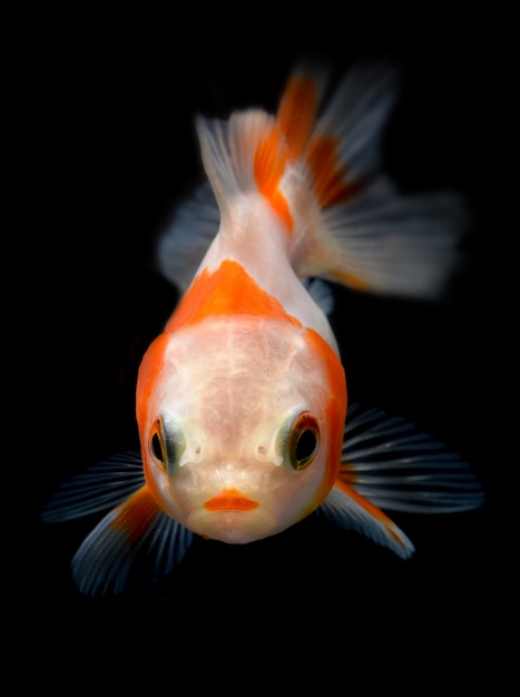 Jóvenes peces dorados en acuario.