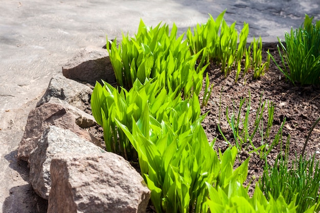 Jóvenes plantas de Hosta lancifolia en jardín en primavera