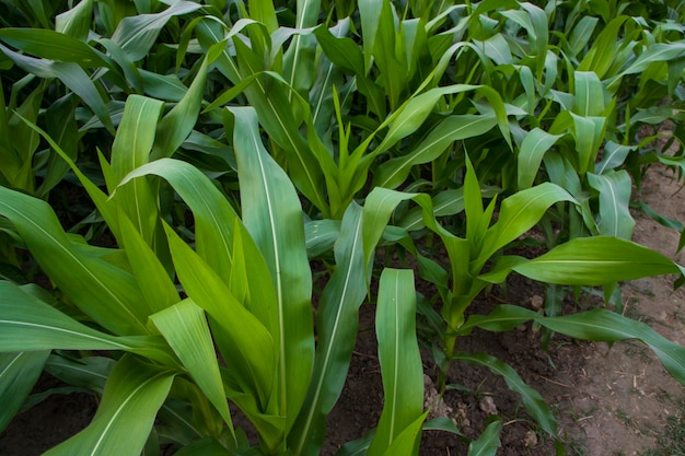 Jóvenes plantas de maíz verde que crecen en el campo vista de cerca