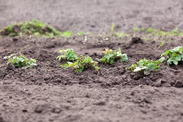 Jóvenes plántulas de fresa en el jardín