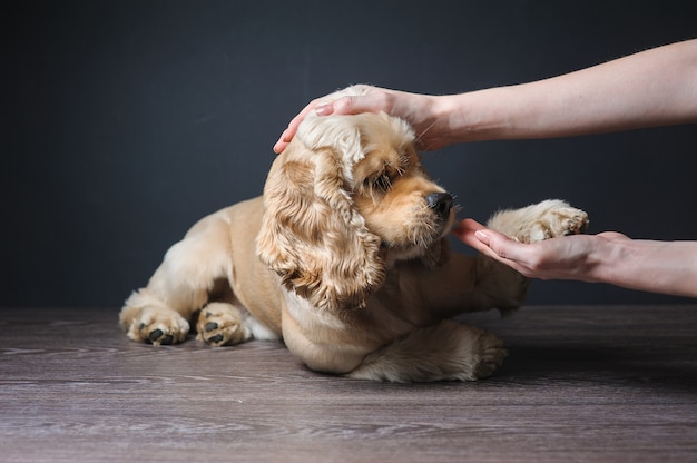 Jóvenes de pura raza Cocker Spaniel jugando.