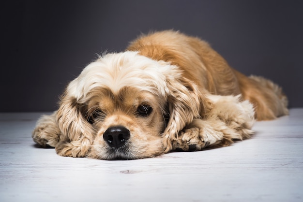 Jóvenes de pura raza Cocker Spaniel en piso de madera