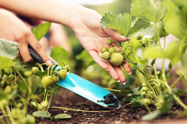 jóvenes que cultivan fresas en su patio trasero