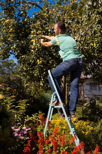 Los jóvenes recogen manzanas.