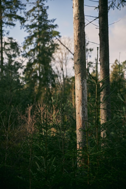 Jovens abetos e mudas Conceito de futuro melhor e reflorestamento Restauração florestal e proteção ambiental na Europa