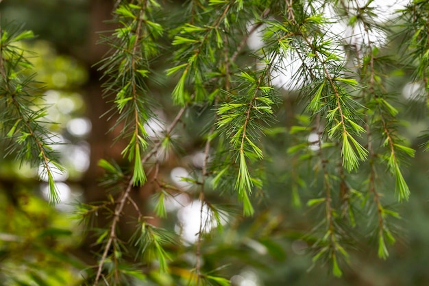 Jovens agulhas verdes brilhantes de cedro do himalaia cedrus deodara deodar crescendo no aterro da cidade turística de adler closeup mar negro fundo desfocado s