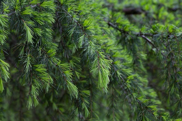 Jovens agulhas verdes brilhantes de cedro do Himalaia Cedrus Deodara Deodar crescendo no aterro da cidade turística de Adler Closeup Mar Negro Fundo desfocado S