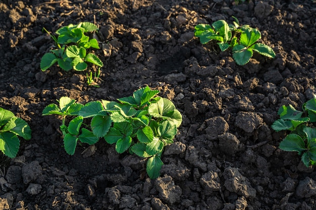 Jovens arbustos de morango crescendo na terra negra. Cultivo de alimentos ecologicamente corretos.