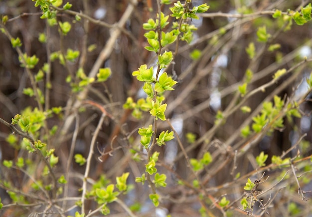 Jovens botões verdes florescem no arbusto na primavera