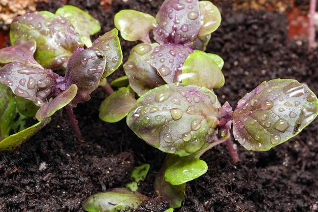 Jovens brotos frescos de manjericão roxo picantes verdes perfumados em um canteiro de jardim macro fotografia