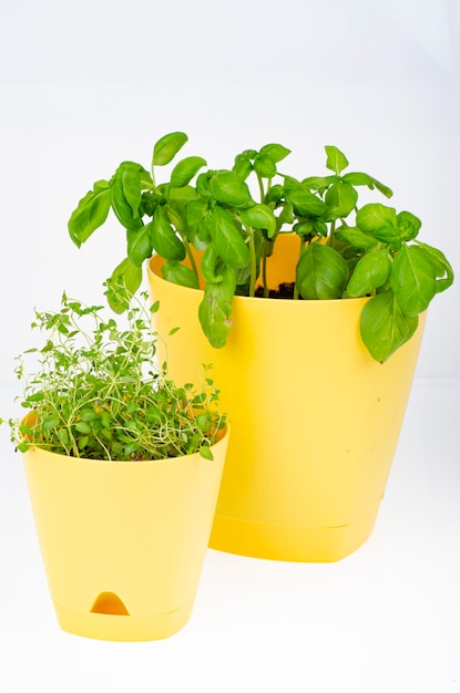 Jovens brotos verdes de agrião em pote amarelo. Foto de estúdio