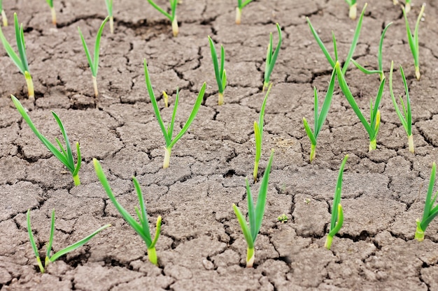 Jovens brotos verdes de alho na terra rachada