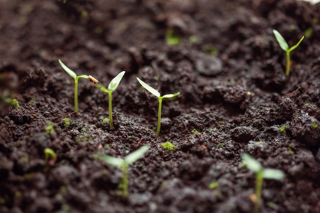 Jovens brotos verdes de pimenta no solo. O cultivo de mudas na primavera para o plantio em uma estufa.