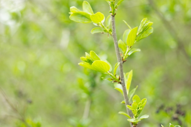 Jovens brotos verdes de uma árvore, temporada de primavera, fundo natural