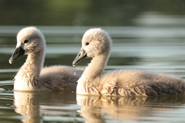 Jovens cisnes na lagoa ao pôr do sol