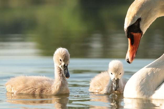 jovens cisnes nadando na lagoa ao amanhecer