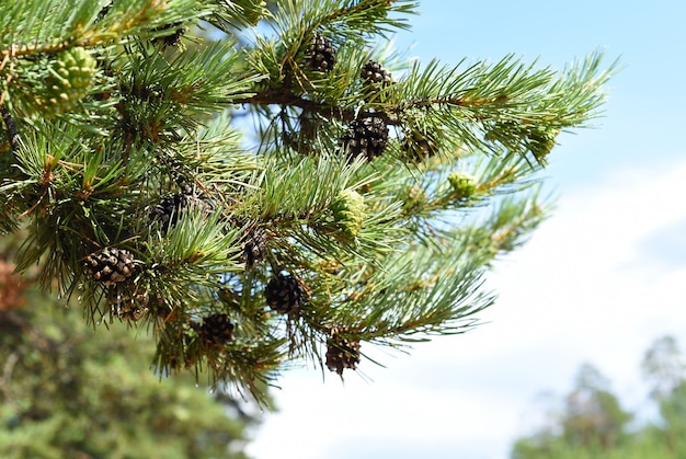 Jovens cones de cedro no parque nacional do Baikal