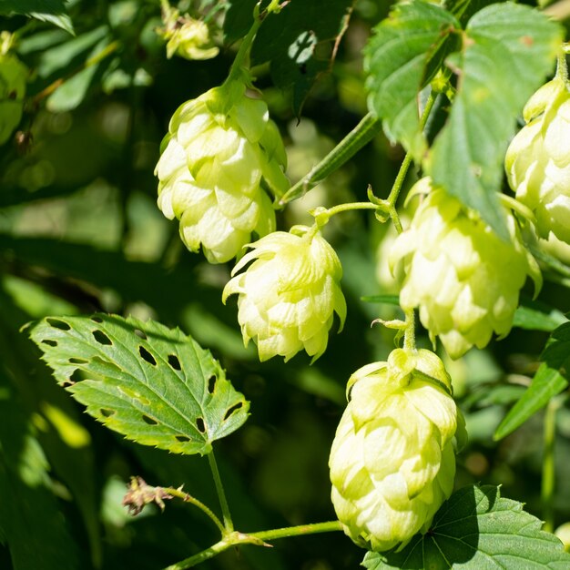 Jovens cones de lúpulo à luz do sol closeup planta para fazer cerveja e pão