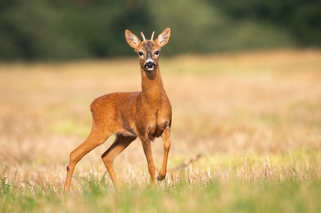 Jovens corças em pé no campo de restolho na natureza do verão.