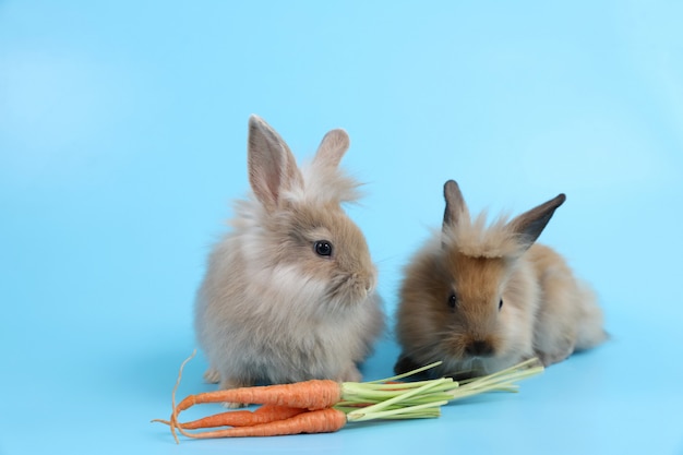 Jovens dois bonitos coelhinho da Páscoa marrom cenouras eatting