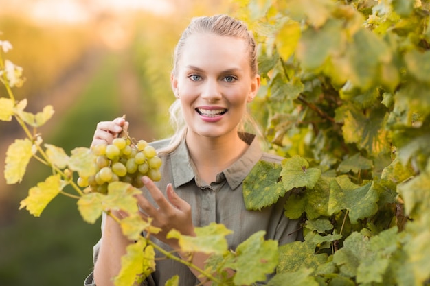 Jovens felizes vinhos escolhendo uvas