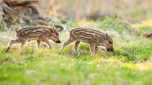 Jovens javalis pastando em um prado na natureza primaveril