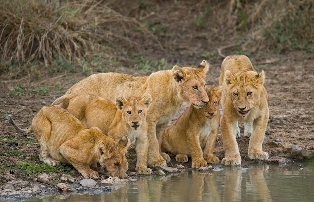Jovens Leões na rega. Quênia. Tanzânia. Masai Mara. Serengeti. Uma excelente ilustração.