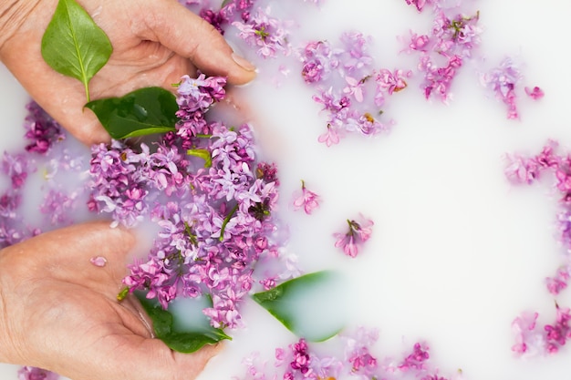 Jovens mãos segurando pétalas lilases em um banho de leite