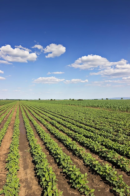 Jovens plantas de soja verdes com folhas grandes crescem no campo.