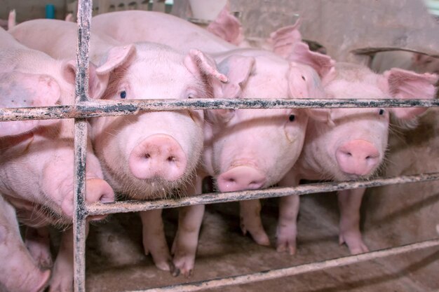 jovens porcos-de-rosa na fazenda