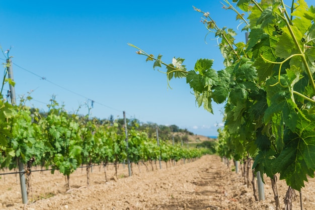 Jovens ramos verdes de uvas na vinha na primavera