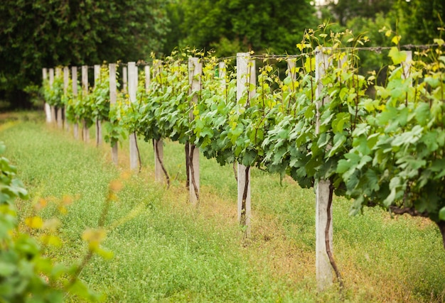 Jovens vinhas verdes na primavera