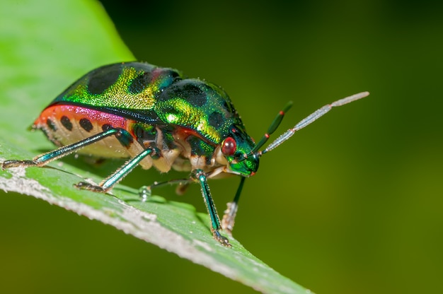 Joya bug en una hoja con simple