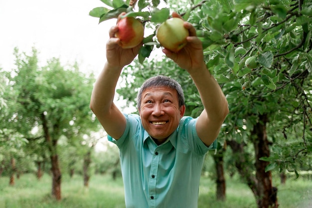 El jubilado asiático arranca manzanas maduras del árbol en el jardín El anciano coreano revisa la fruta