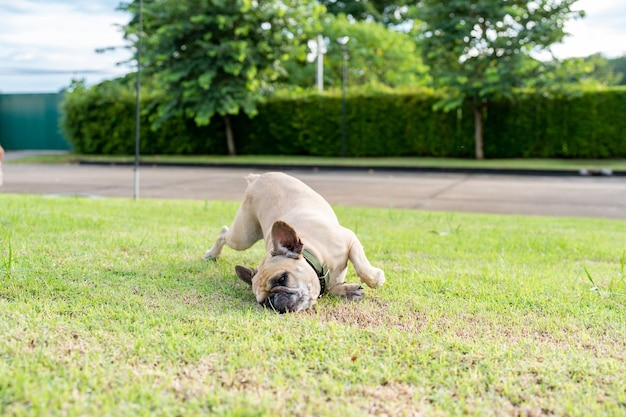 Juckende französische Bulldogge reibt den Kopf auf der Wiese.