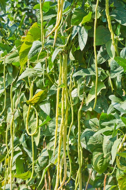 Judía orgánica yarda larga (Vigna unguiculata) en el campo de la agricultura.