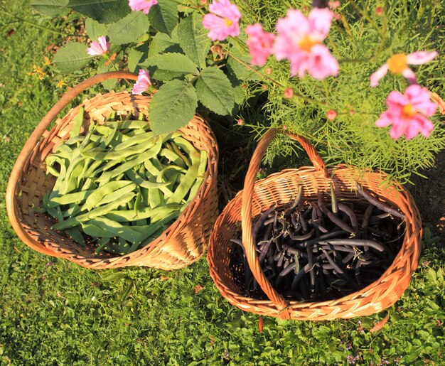 Judías verdes planas y púrpura en el jardín en una canasta de mimbre