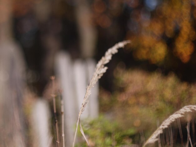 Foto jüdischer friedhof