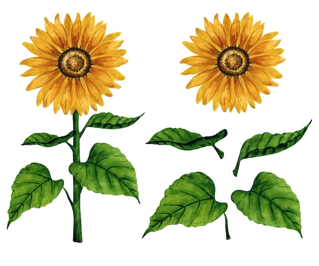 Un juego de clipart de girasol de acuarela brillante aislado sobre un fondo blanco Ilustración floral dibujada a mano Elementos de diseño para tarjetas postales Tarjetas de felicitación Logotipo de invitación Patrón de embalaje de fondo