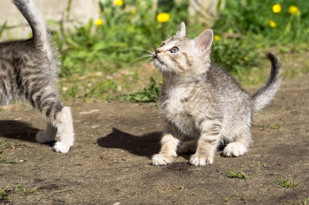 Juego de gatito tabby afuera