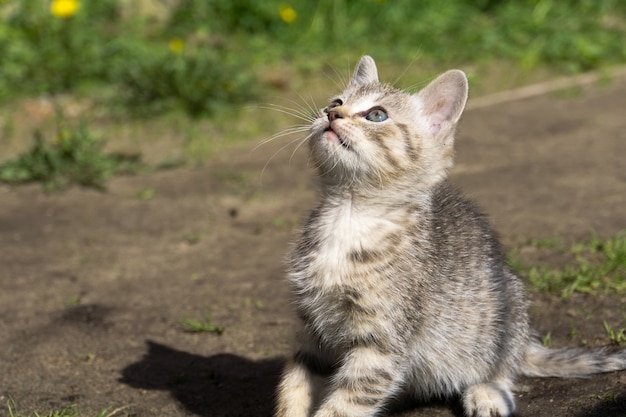 Juego de gatito tabby afuera