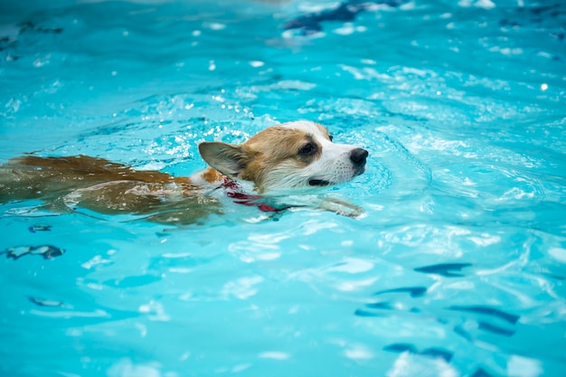 Juego de perro Welsh Corgi en la piscina