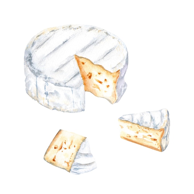 Juego de queso Brie Camembert Ilustración acuarela aislada sobre fondo blanco