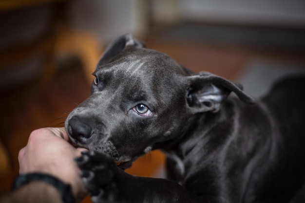 jugando al perro jugando jugando con el perro pitbull mordiendo perro amor