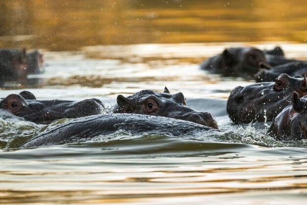 Jugando Hipopótamo Parque Nacional Kruger África