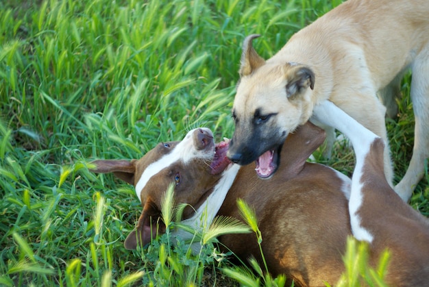 Jugando perros