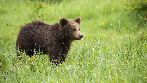 Jugendlicher Braunbär, der in der Wiese steht