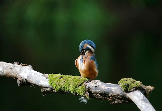 Jugendlicher Eisvogel thront und putzt sich auf einem Ast