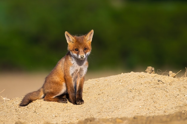 Jugendlicher roter Fuchsjunge, der im Sommer auf Sand sitzt.